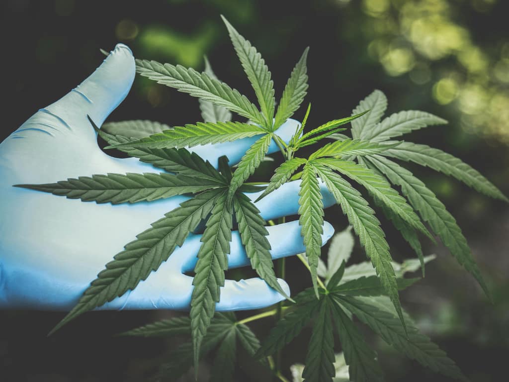 Kaj pravi znanost o CBD učinkih