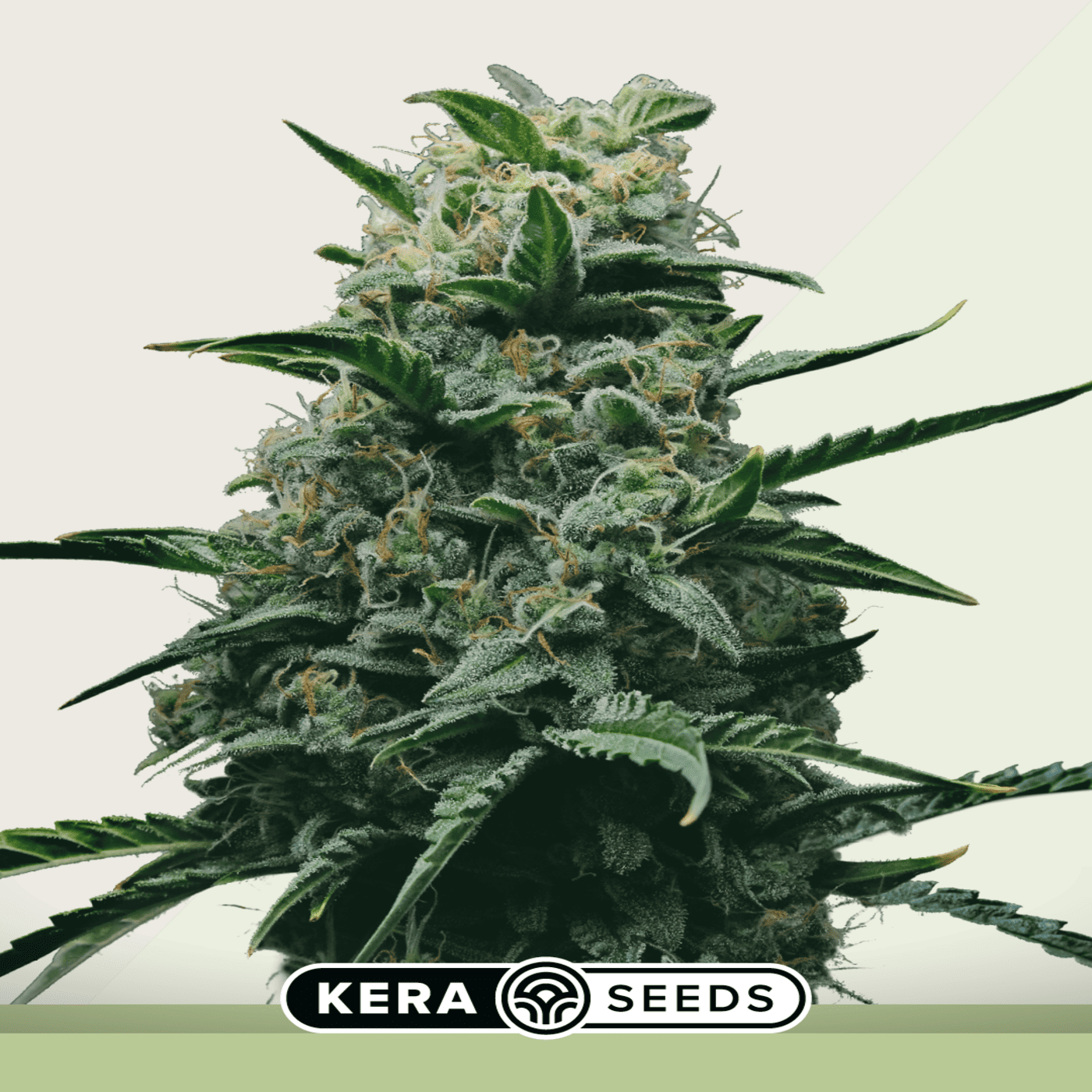 Autoflower semena