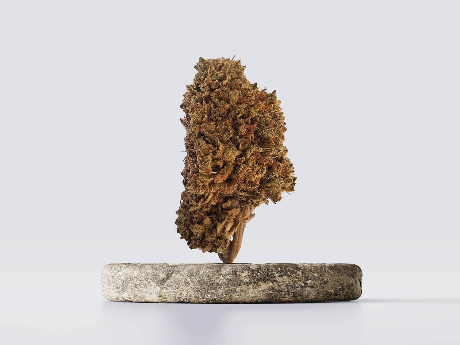 CBD vršički Bubba Kush - borov, zeliščni profil pod 0.3% THC