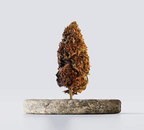 Cbd vršički skywalker og