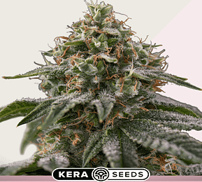 Greengo bio haze