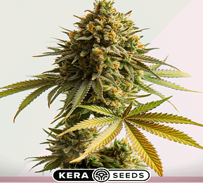 Jack herer