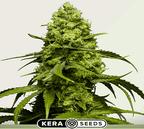 Dutch power autoflower
