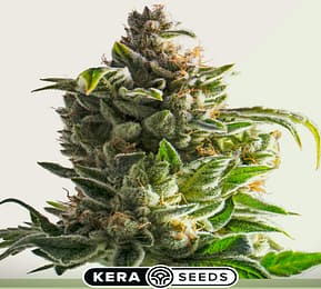 Crazy bud autoflower