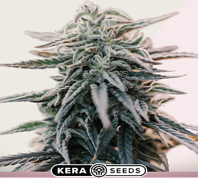 White widow