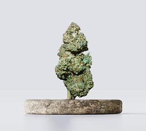 Cbd vršički amnesia white