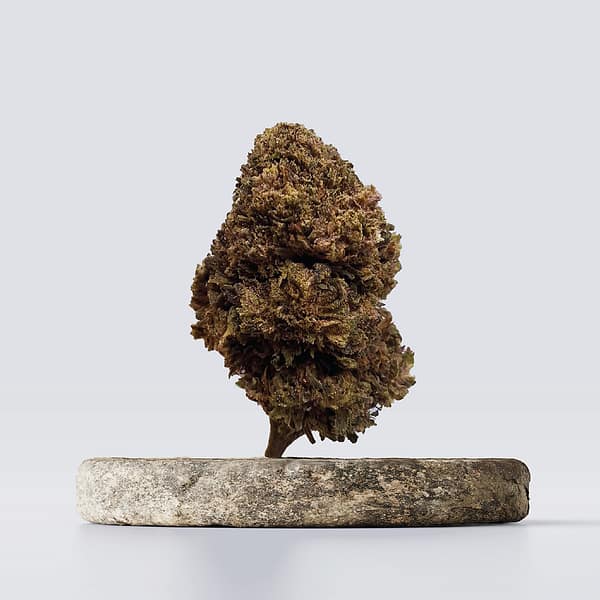 Cbd vršički apple fritz