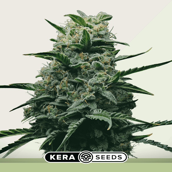 Dwarf Bud (autoflower)