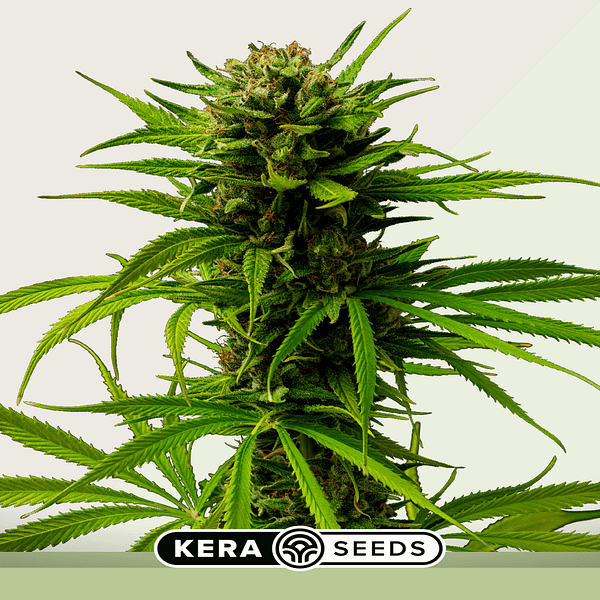Kera Matic (autoflower)