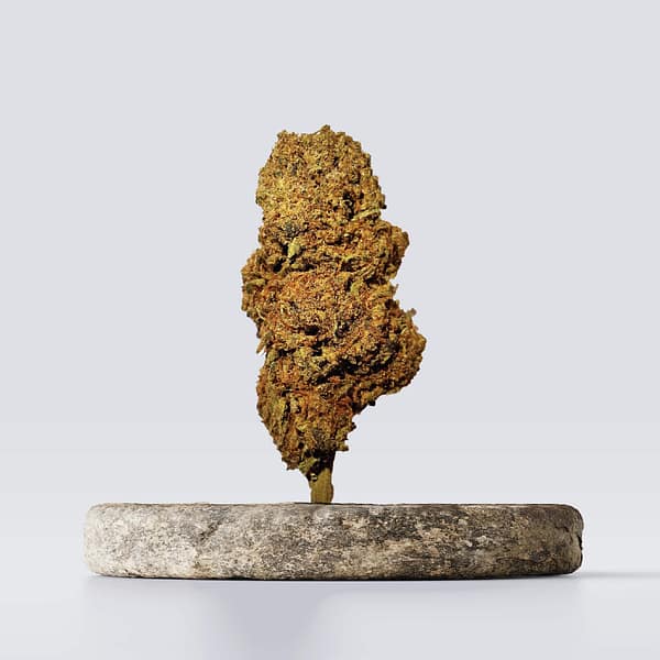 Cbd vršički mango haze