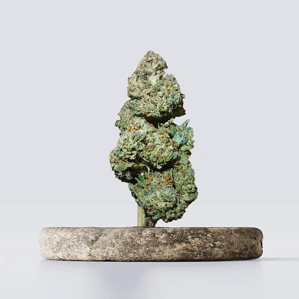 Cbd vršički amnesia white