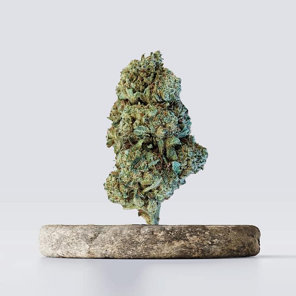 Cbd vršički lemon white